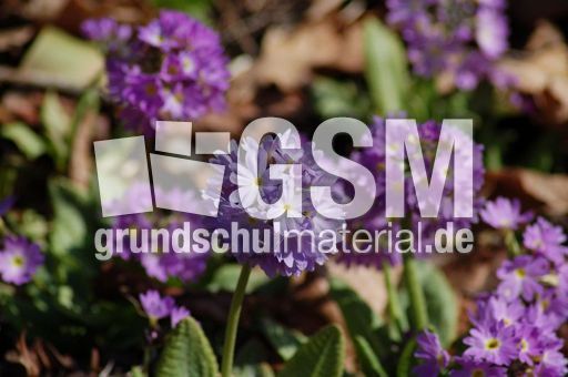 Primel-Kugelprimel 02.JPG